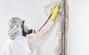 Asbestos and Lead Testing During Mold Inspection in Blackwell, OK